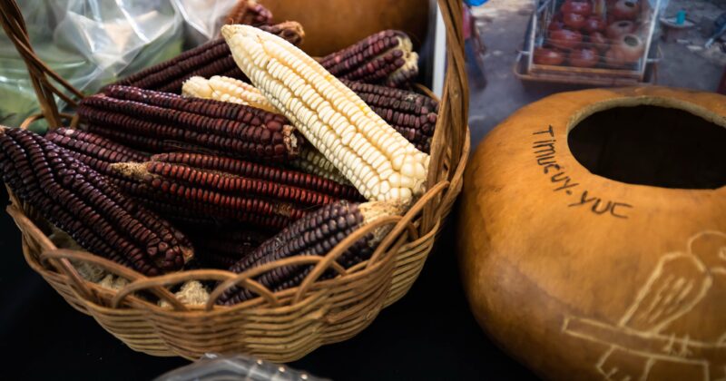 Promueven en Kantunil la milpa maya como herencia viva
