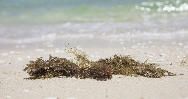Yucatán será sede del Foro de Innovación Tecnológica Aplicada al Sargazo