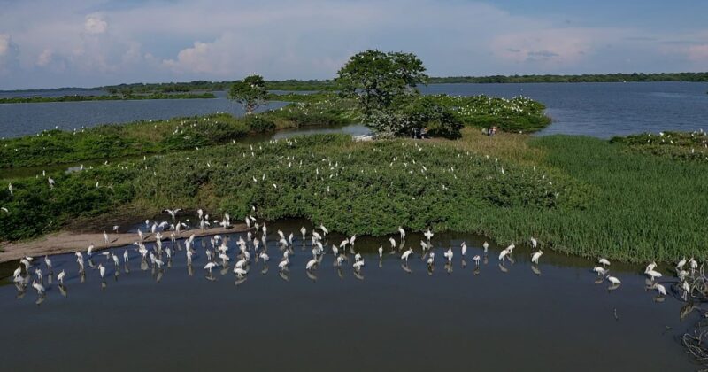 Ciencia ciudadana, clave para conservación de humedales