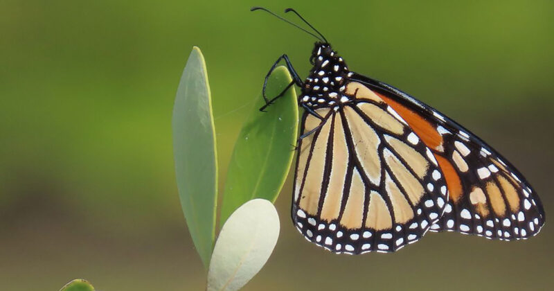 Se fortalece el diálogo científico en Yucatán