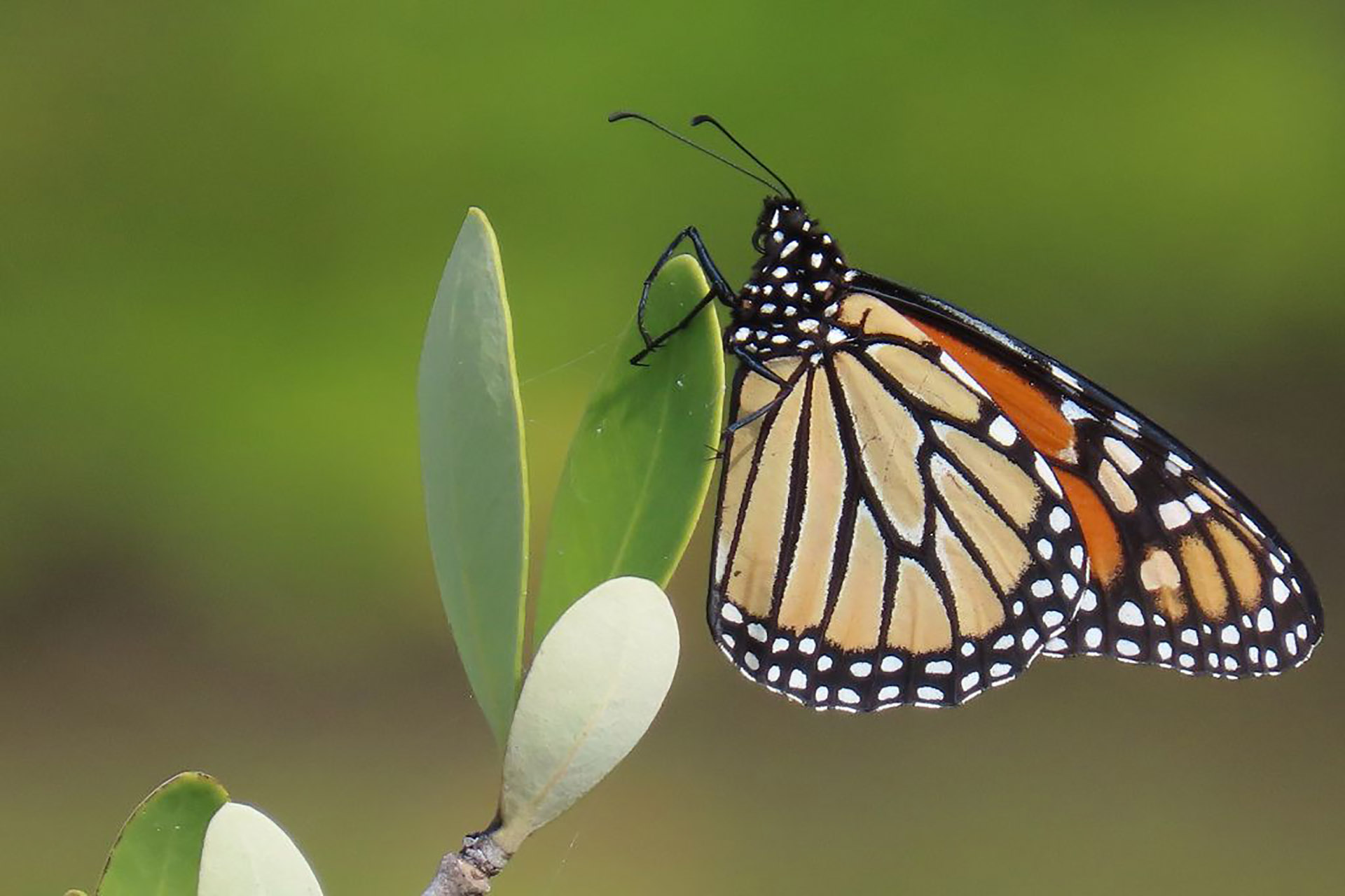 Se fortalece el diálogo científico en Yucatán