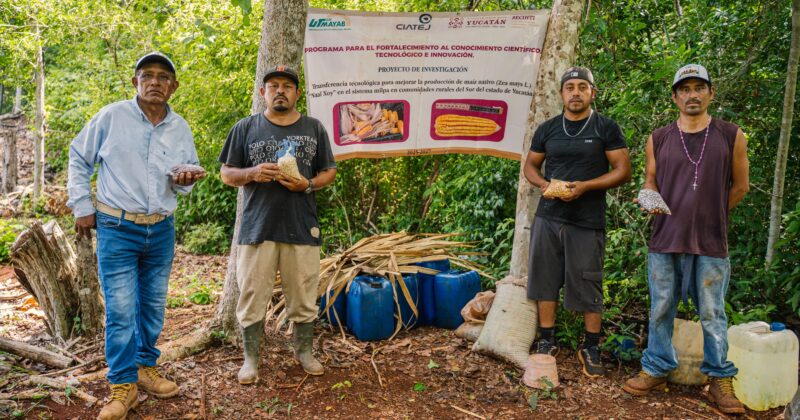 Ciencia y saber comunitario se unen para mejorar la producción de maíz nativo en Peto